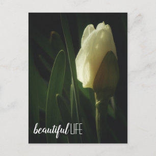 Daffodilventilatorfoto: mooie levensterm briefkaart