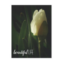 Daffodilventilatorfoto: mooie levensterm