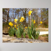 Daffodis bij paasPoster Poster (Voorkant)