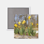 Daffodis bij Pasen Magnet (Voorkant / Achterkant)