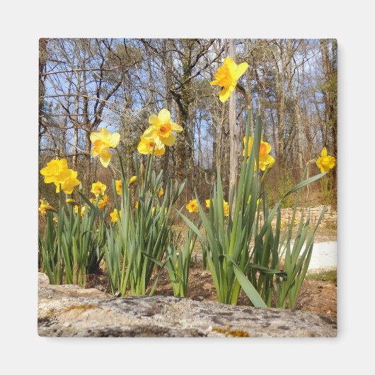 Daffodis bij Pasen Magnet (Voorkant)