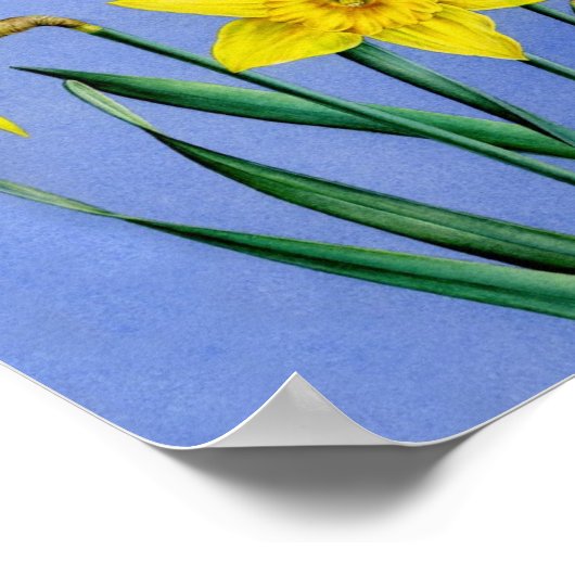 Daffodis botanische vingerafdrukken van poster (Hoek)