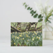 Daffodis op een lentedag-postkaart briefkaart (Staand voorkant)
