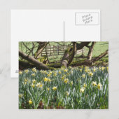 Daffodis op een lentedag-postkaart briefkaart (Voorkant / Achterkant)