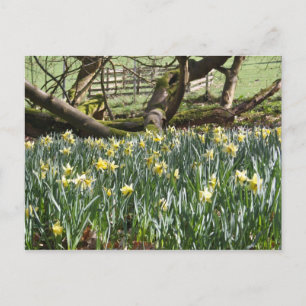 Daffodis op een lentedag-postkaart briefkaart
