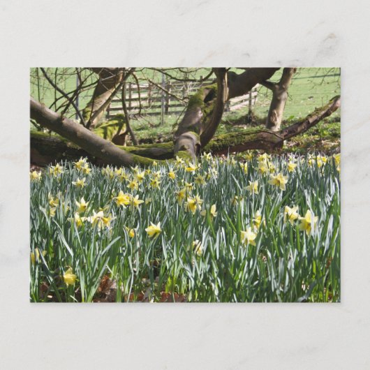 Daffodis op een lentedag-postkaart briefkaart (Voorkant)