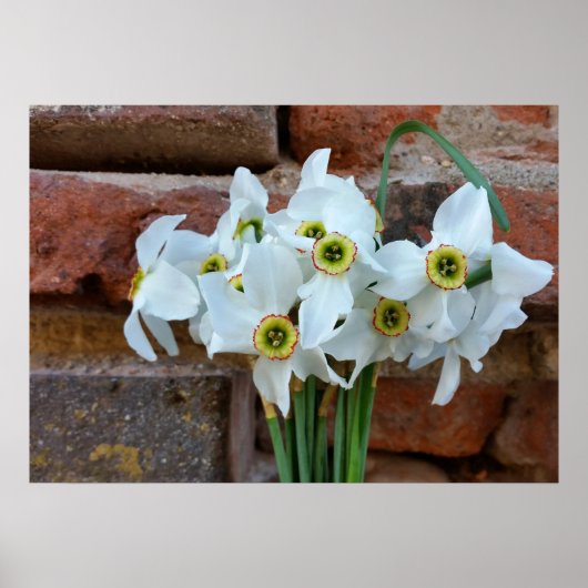 daffodis vlakbij de muur van het fort poster (Voorkant)