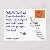 Daffy Briefkaart (Achterkant)