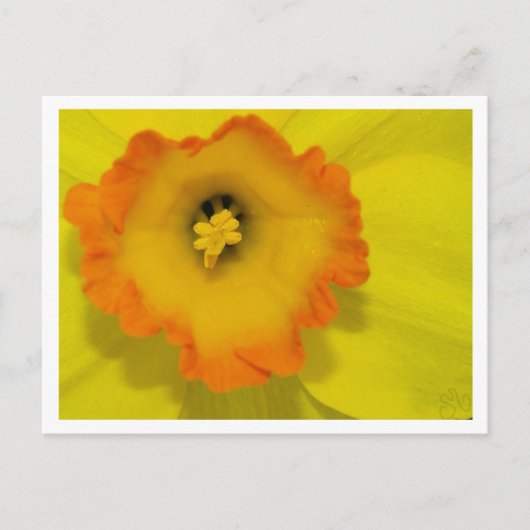 Daffy Briefkaart (Voorkant)