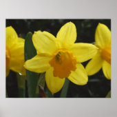 Daffy Poster (Voorkant)