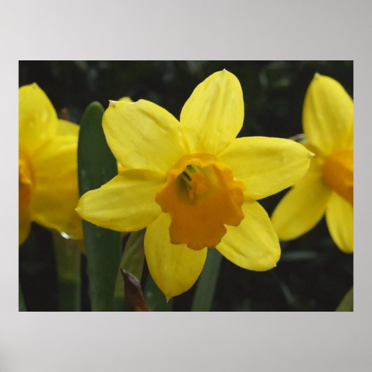 Daffy Poster (Voorkant)