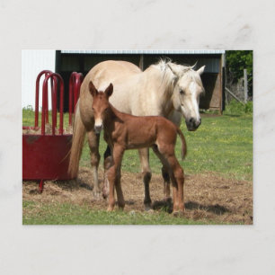 Dag 1: Moeder en zoon Briefkaart