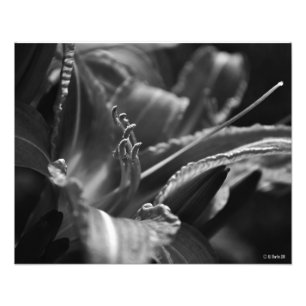 Dag Lily in de schaduw Foto Afdruk