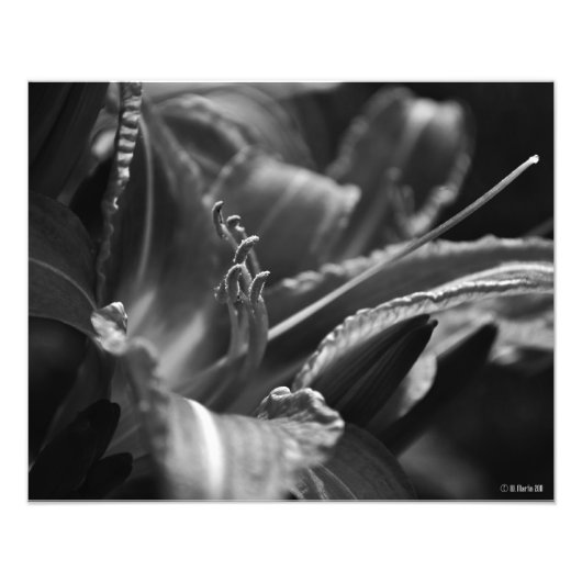 Dag Lily in de schaduw Foto Afdruk (Voorkant)