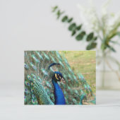 Dag van de valentijn: Peacock Briefkaart (Staand voorkant)