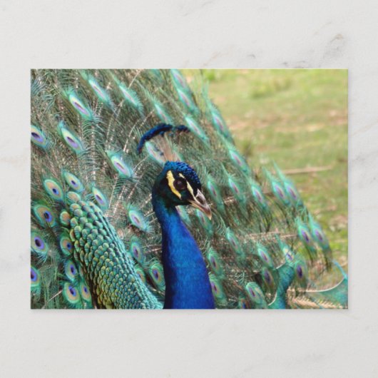 Dag van de valentijn: Peacock Briefkaart (Voorkant)