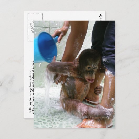 Dag van het Dierenbad Baby Briefkaart (Voorkant / Achterkant)