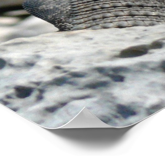 Dag van Iguana Poster (Hoek)