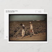 Dagarbeiders plukken katoen, in de buurt van Clark Briefkaart (Voorkant / Achterkant)