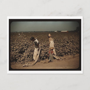 Dagarbeiders plukken katoen, in de buurt van Clark Briefkaart