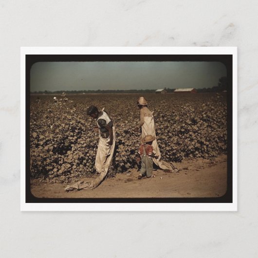 Dagarbeiders plukken katoen, in de buurt van Clark Briefkaart (Voorkant)