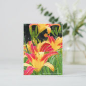 Dagelijks: Hemerocallis"Bonanza" (Briefkaart) Briefkaart (Staand voorkant)