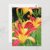 Dagelijks: Hemerocallis"Bonanza" (Briefkaart) Briefkaart (Voorkant / Achterkant)
