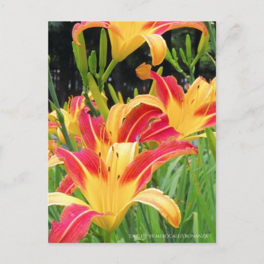 Dagelijks: Hemerocallis"Bonanza" (Briefkaart) Briefkaart (Voorkant)