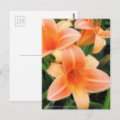Dagelijks: Hemerocallis "Persian Princess" (Briefk Briefkaart (Voorkant / Achterkant)