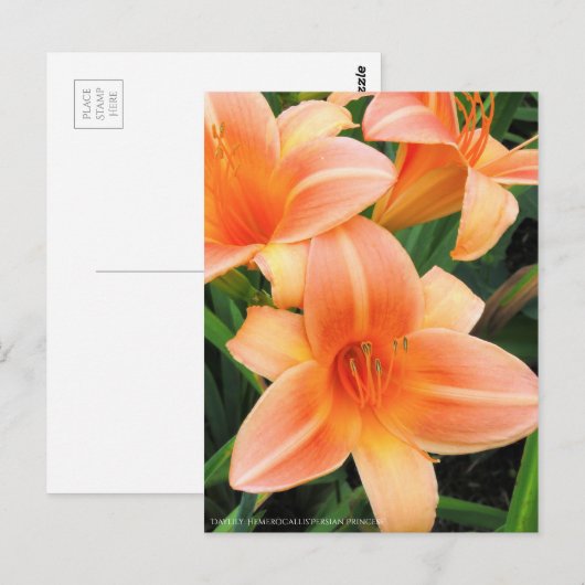 Dagelijks: Hemerocallis "Persian Princess" (Briefk Briefkaart (Voorkant / Achterkant)
