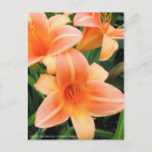 Dagelijks: Hemerocallis "Persian Princess" (Briefk Briefkaart (Voorkant)