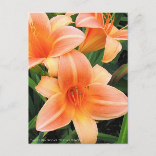 Dagelijks: Hemerocallis "Persian Princess" (Briefk Briefkaart (Voorkant)