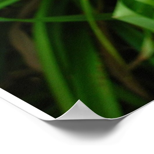 Dagelijks: Sinaasappel Poster (Hoek)