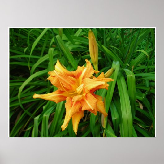 Dagelijks: Sinaasappel Poster (Voorkant)