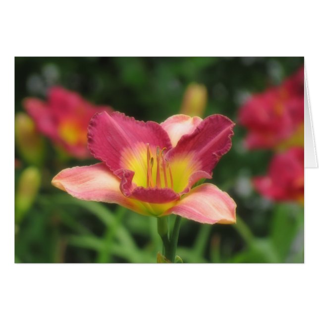 Dagelijks zicht - oude Koningskol Daylily (Voorkant Horizontaal)