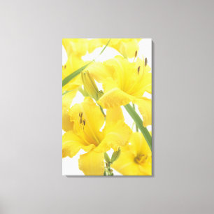 Dagelijkse bloemen en bloemknoppen (Hemerocallis) Canvas Afdruk