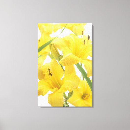 Dagelijkse bloemen en bloemknoppen (Hemerocallis) Canvas Afdruk (Voorkant)