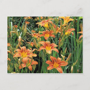 Dagelijkse tuin/Oranje Lily Flowers foto Briefkaart