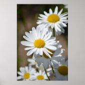 Dagen in het voorjaar poster (Voorkant)