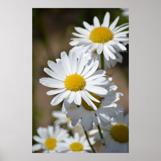 Dagen in het voorjaar poster (Voorkant)