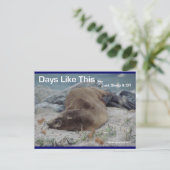 Dagen zoals deze (Zee Lion) - Briefkaart (Staand voorkant)