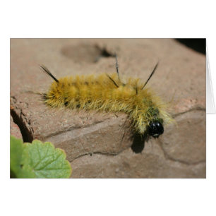 Dagger Moth Caterstyle Natuur