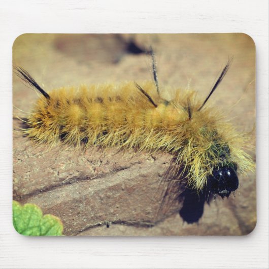 Dagger Moth Caterstyle Natuur Muismat (Voorkant)