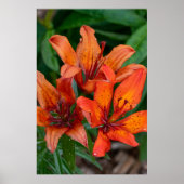 Daglelie botanische print, Canadese fotografie Poster (Voorkant)