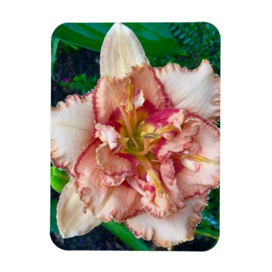 Daglelie, 'Majorca Isle' Magneet (Verticaal)