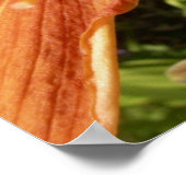 Daglelie Poster (Hoek)