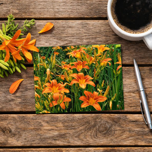 Daglelie Tuin / Oranje Lelie Bloemen Foto Briefkaart