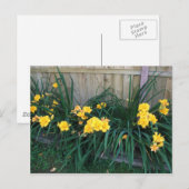 Daglelies Briefkaart (Voorkant / Achterkant)