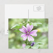 Dagpauze - Mallow Flower Briefkaart (Voorkant / Achterkant)