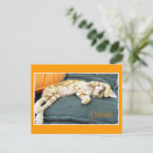 Dahab Cat Daze Briefkaart (Staand voorkant)